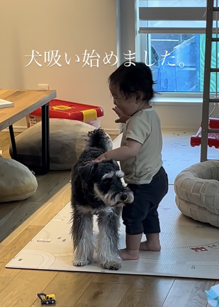 シュナウザーの背中に手を置いて笑う赤ちゃん