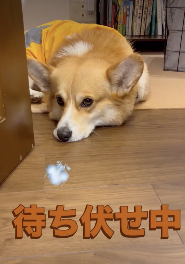 部屋までやって来た