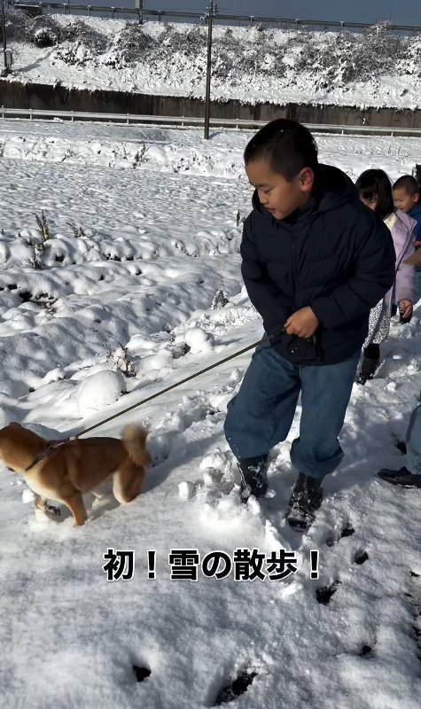 雪の中散歩する柴犬