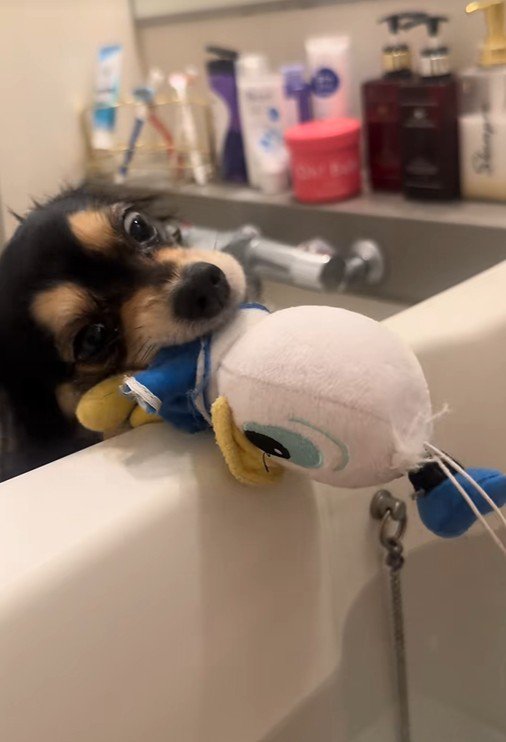 浴槽の中に落として…