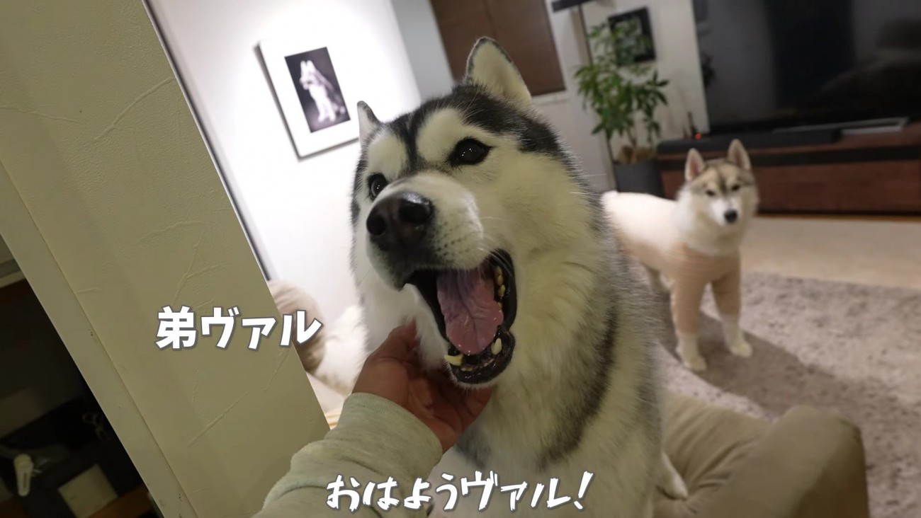 弟のヴァルくん