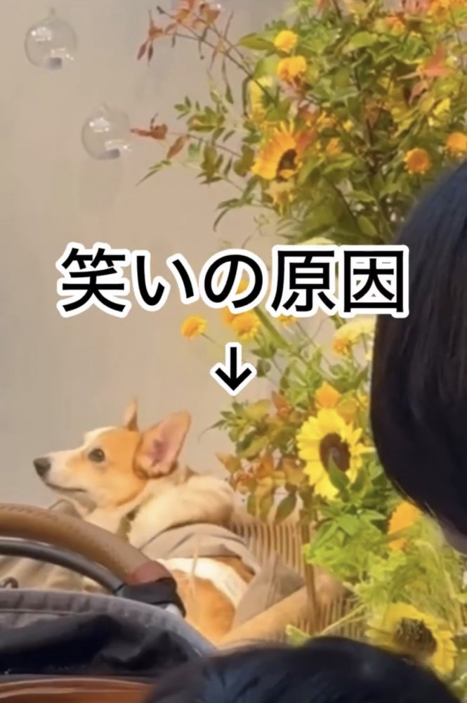 ソファにいる犬