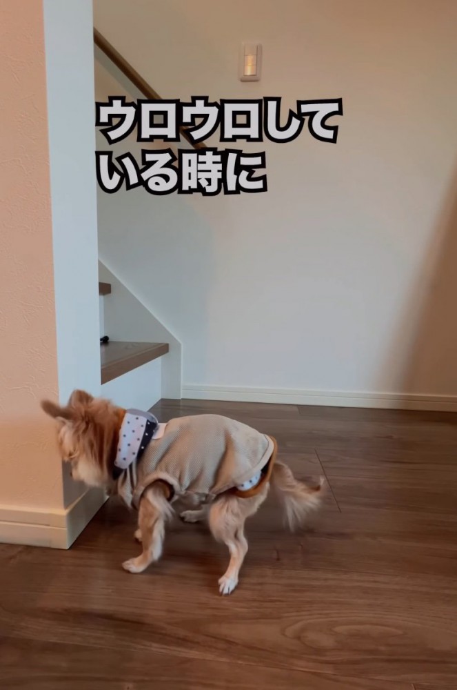 ウロウロ徘徊する