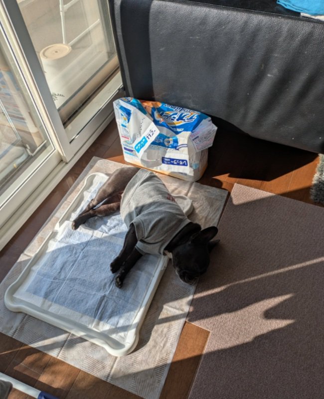 窓辺で眠るジーナちゃん