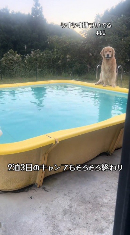 プールの縁に座っている犬