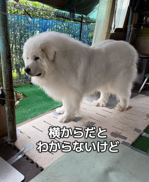 横から見ると分からないけど…