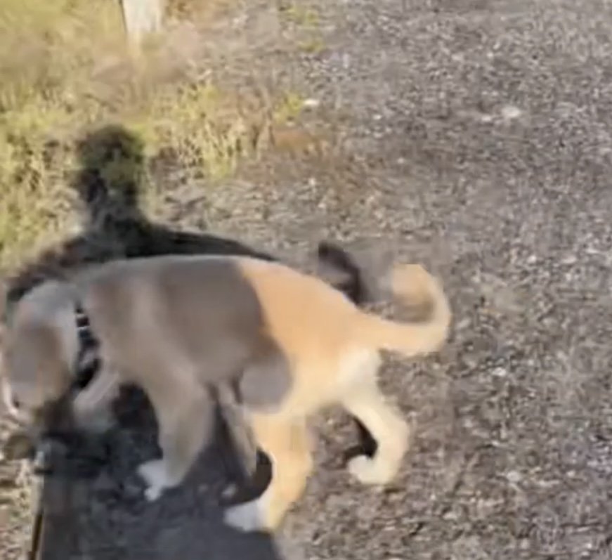 止まろうとする犬