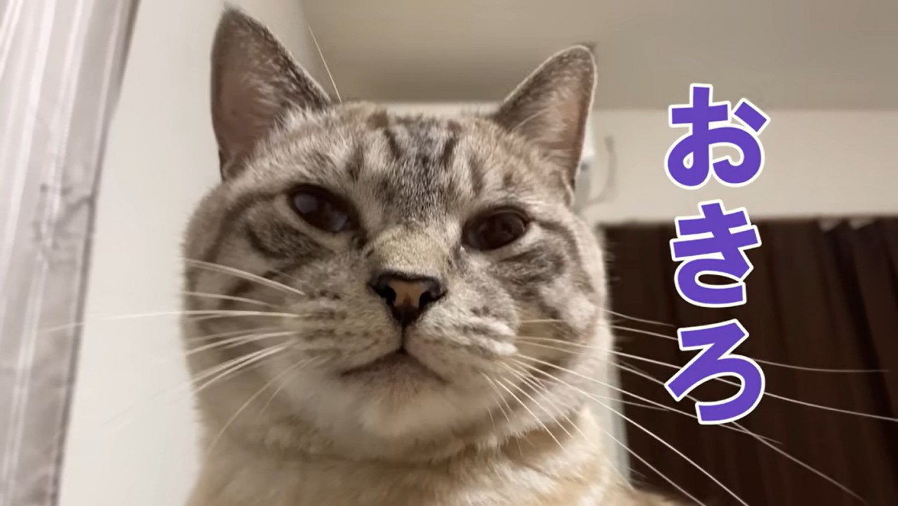 圧をかけるぽんすけくん