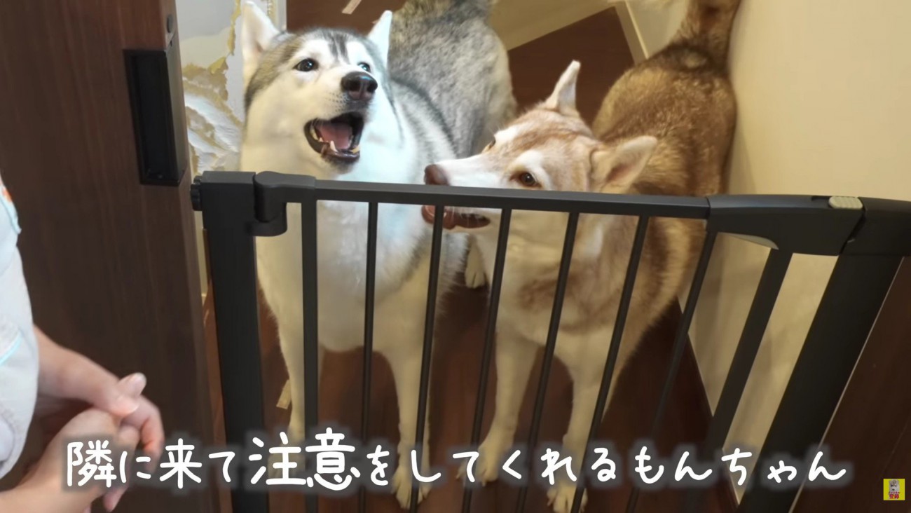 もんちゃんとにこちゃん