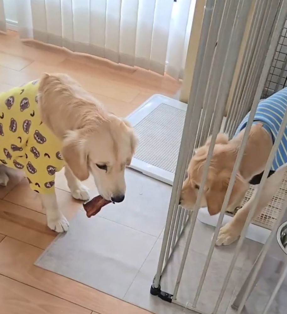 おやつを咥えてケージの前にやってきた姉犬
