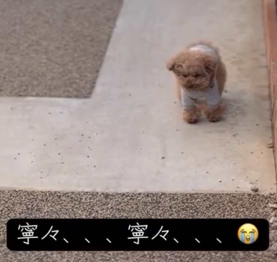 うつむき気味の犬