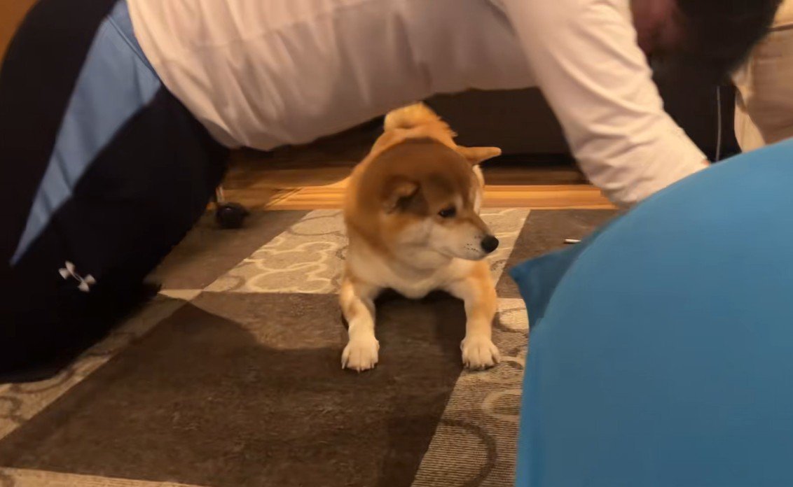 筋トレ中のお兄ちゃんとこじろー君