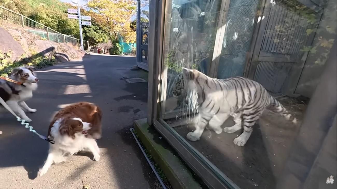 ホワイトタイガーに驚く2匹