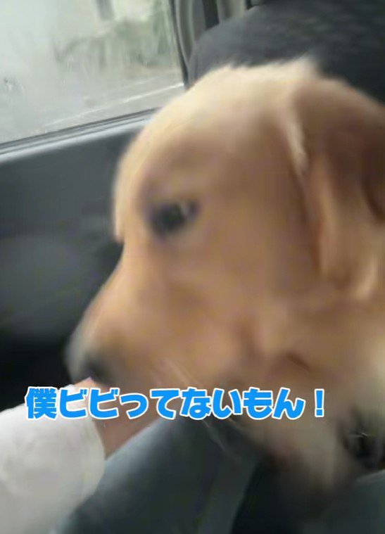 「ビビッてないもん！」