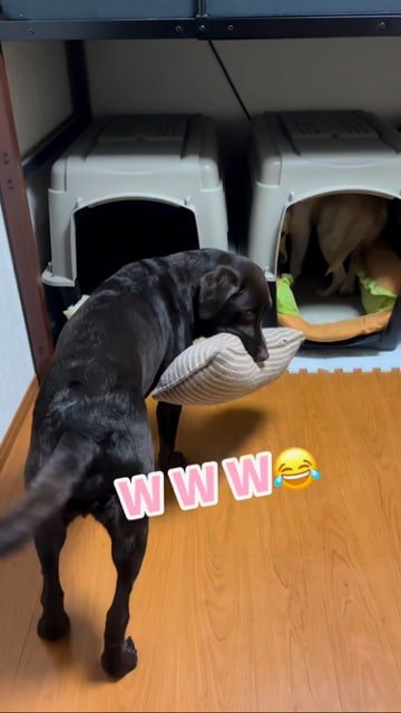 クッションを咥えてこちらを見る黒ラブ