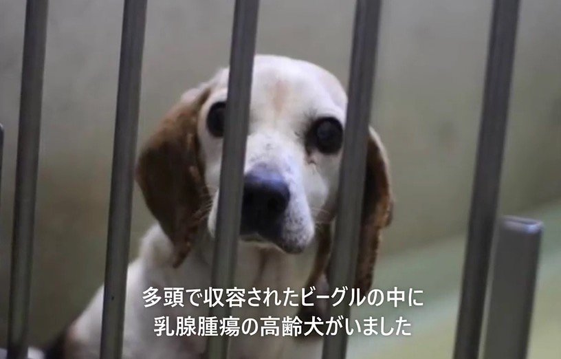 檻の向こうからカメラを見つめる犬