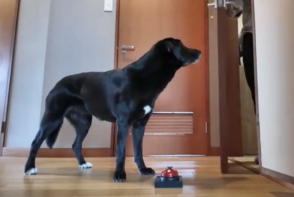 ベルの前で上の方を見つめる犬