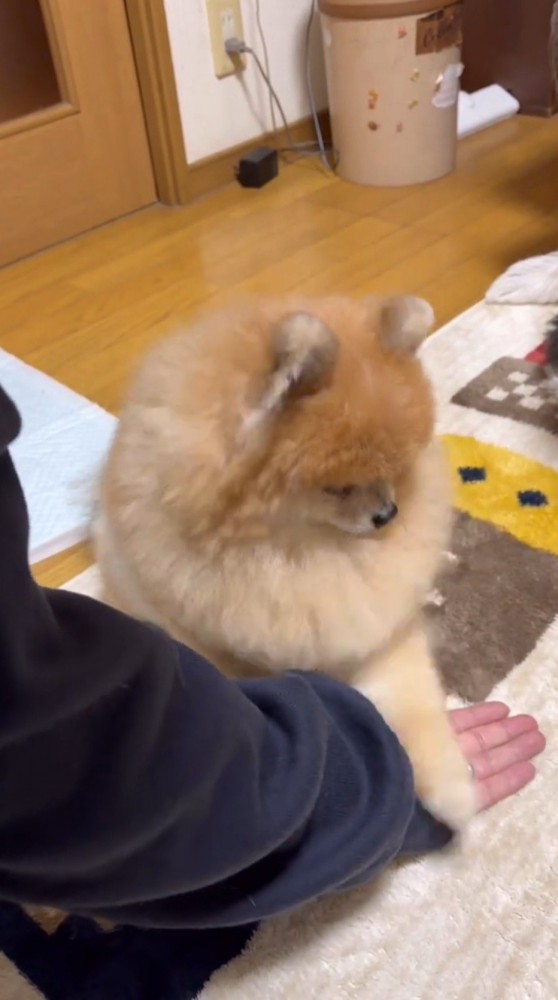 男性の手の上に前足を乗せる犬