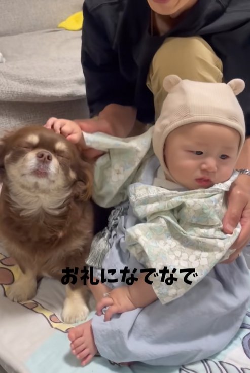 チワワを撫でる赤ちゃん