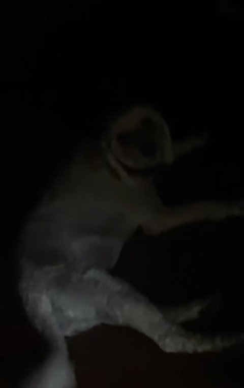 暗闇の中寝そべる犬