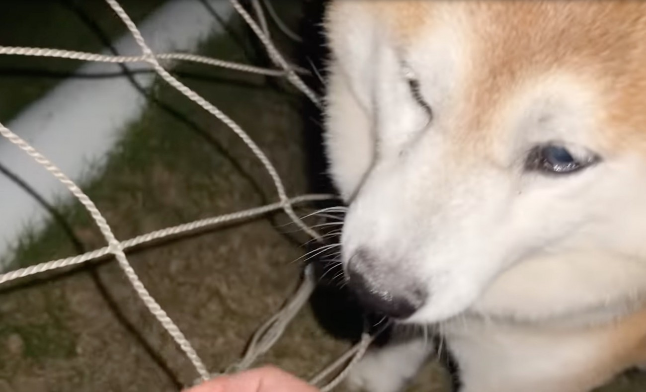 ネットを外された柴犬