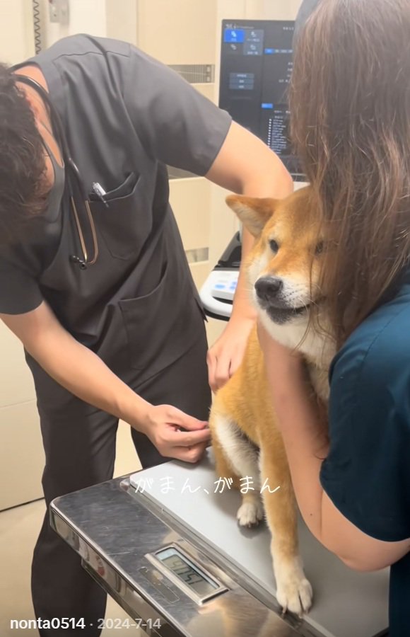 注射されるあーちゃん