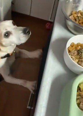 棚の上にある皿を見つめる犬