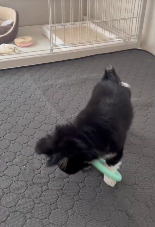 前足が輪っかの中に