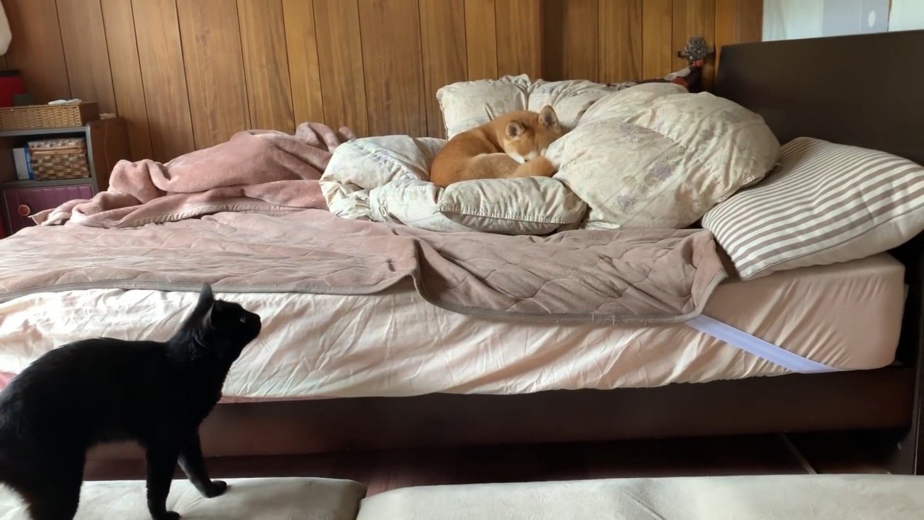ももちゃんはお昼寝中