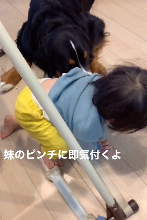 女の子を見守るダンロくん8