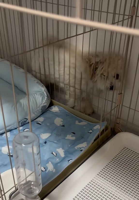 顔がつぶれたてんてん君