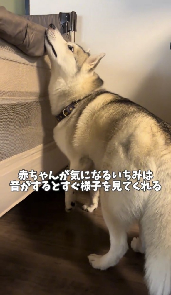 ベッドを覗く犬