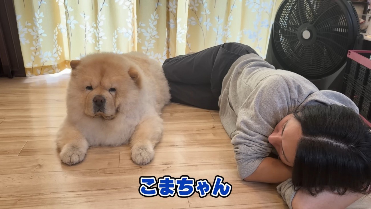 チャウチャウ犬のこまめちゃん