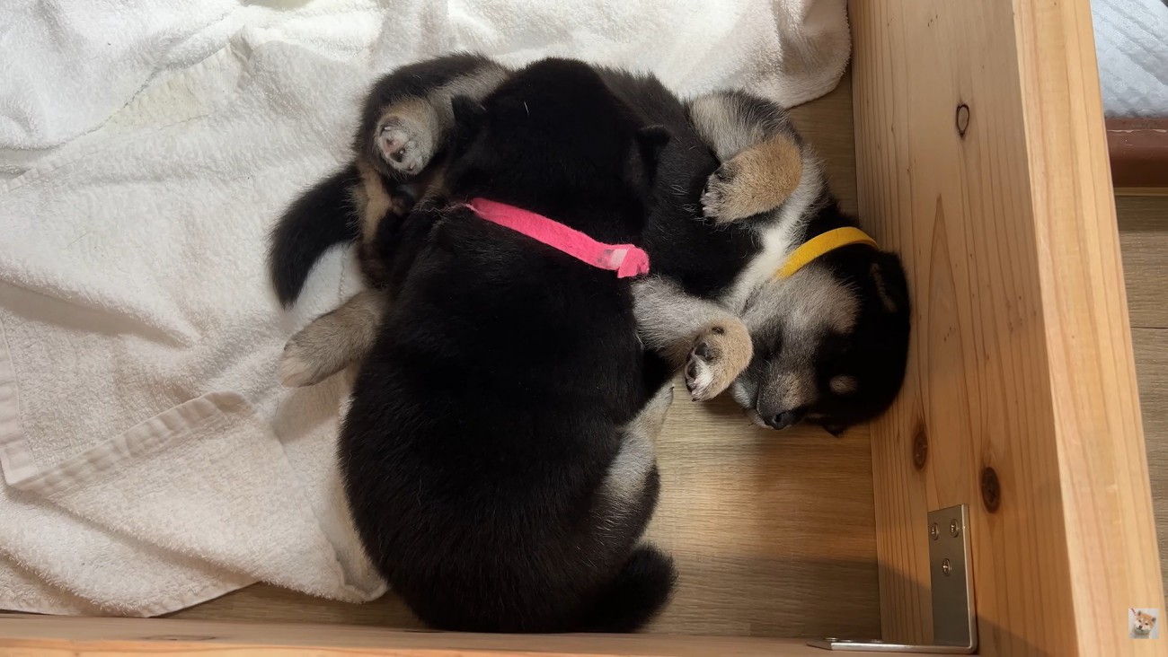 冒険後は仲良く爆睡♡