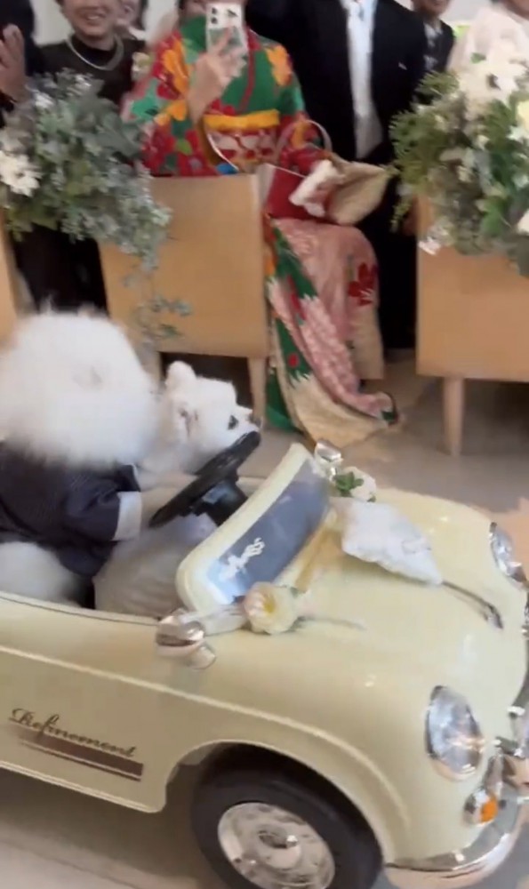 ゲストの前を進む犬