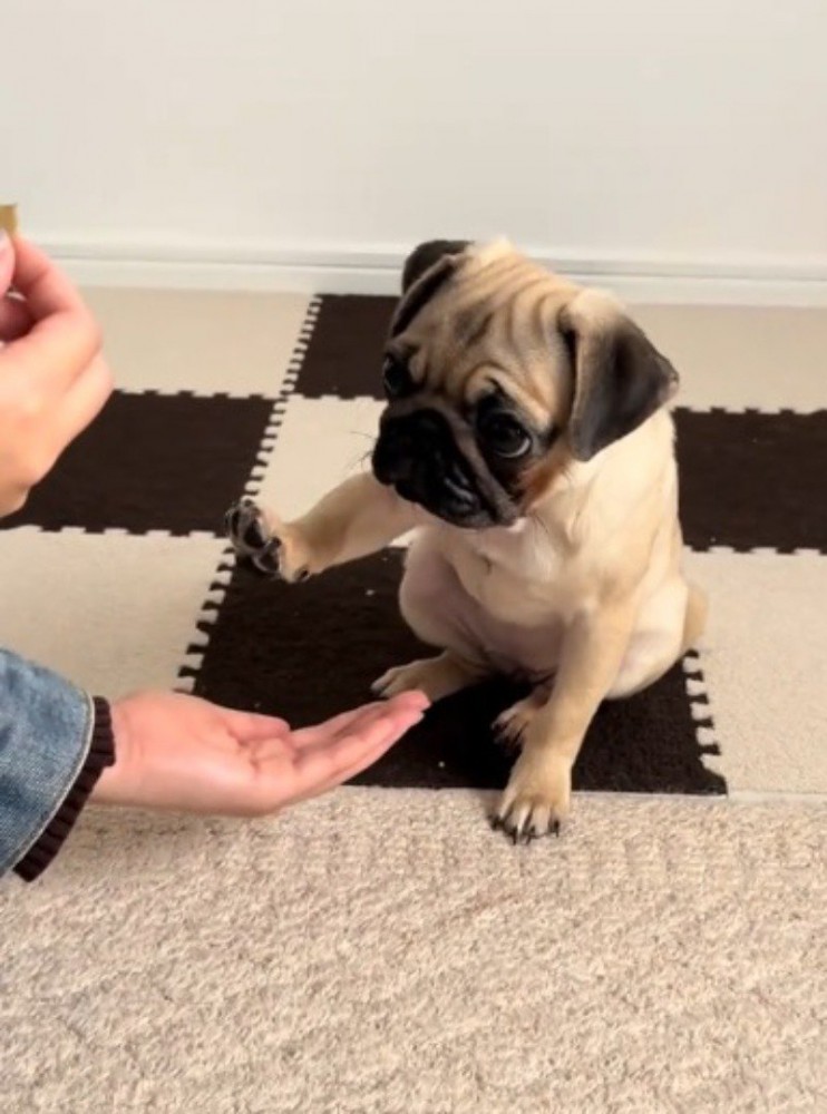 飼い主の手のひらに前足を近づける子犬
