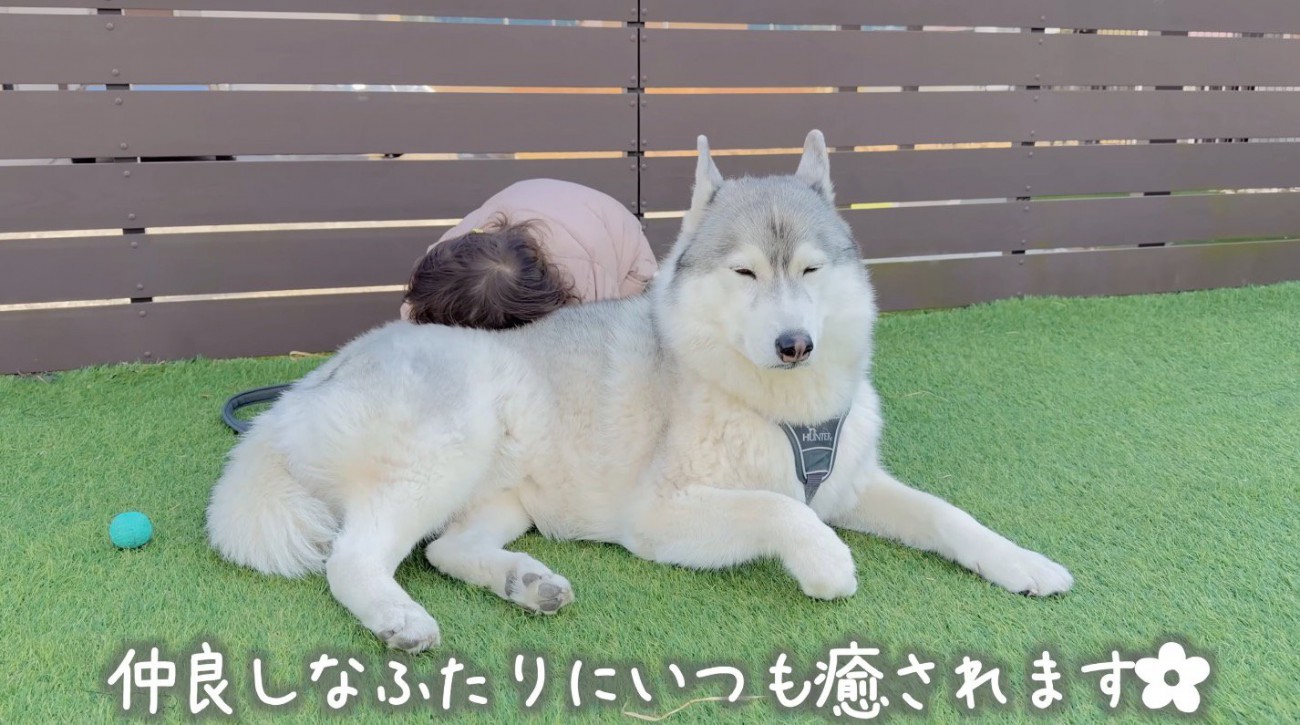 女の子に顔を埋められて目を細める犬