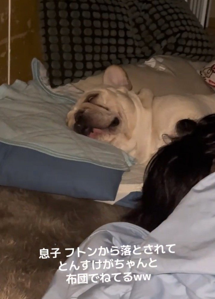 布団で寝る犬