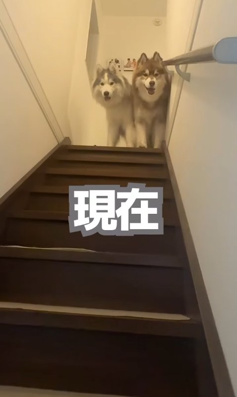 並ぶ2匹の大型犬