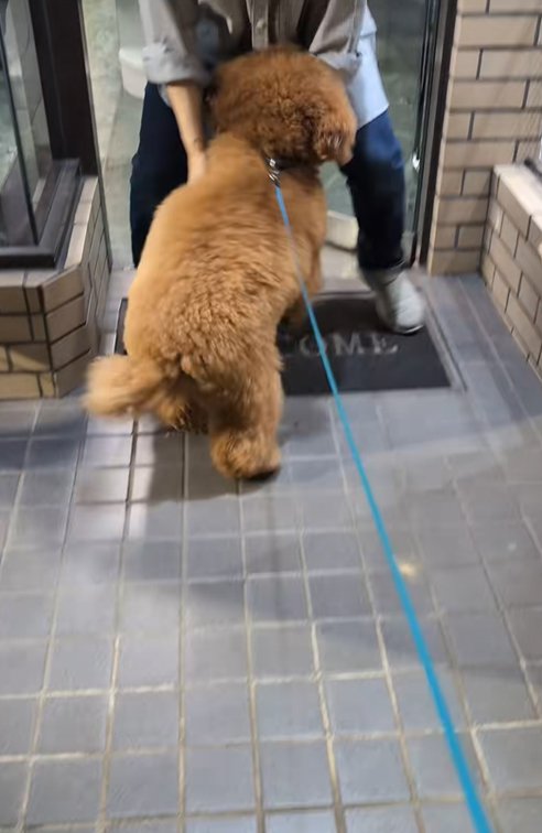 美容院の女性に撫でてもらう小型犬