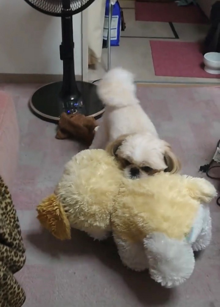 ぬいぐるみをしっかりくわえる犬