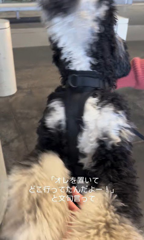 フランくんとママさんの再会6