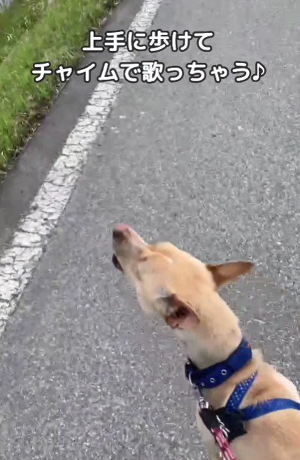 お散歩好きなわんこに♡