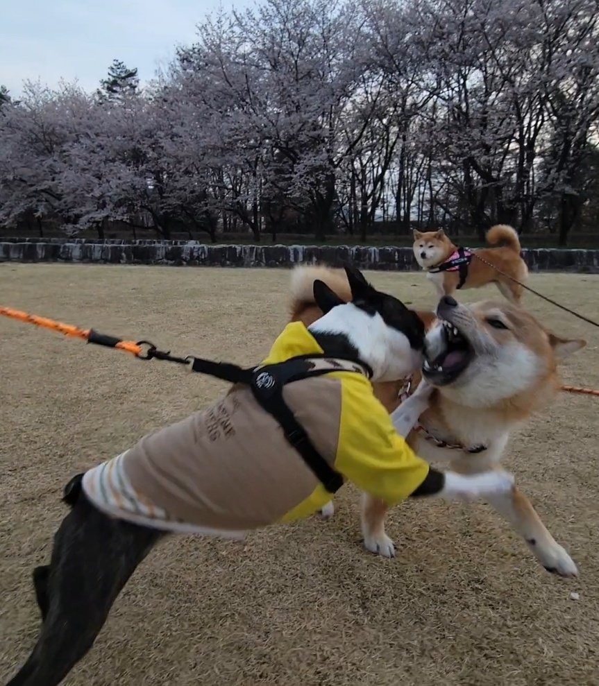 ワンプロ