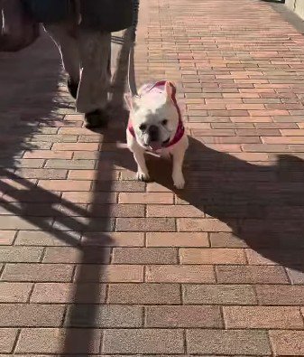 愛犬のお散歩中に…