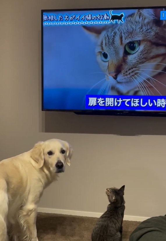 飼い主さんを見るるちるちゃん