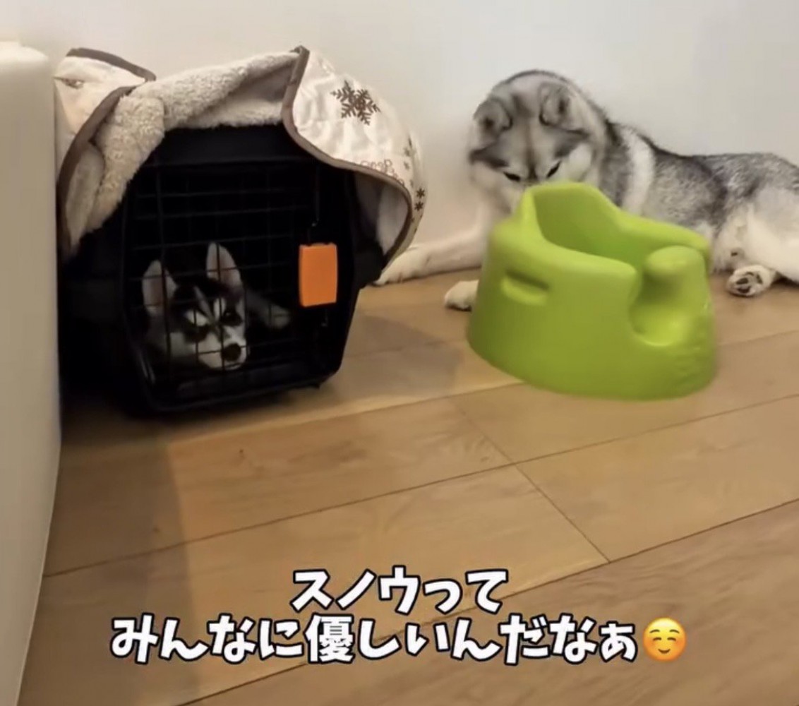 クレートのそばで休む犬