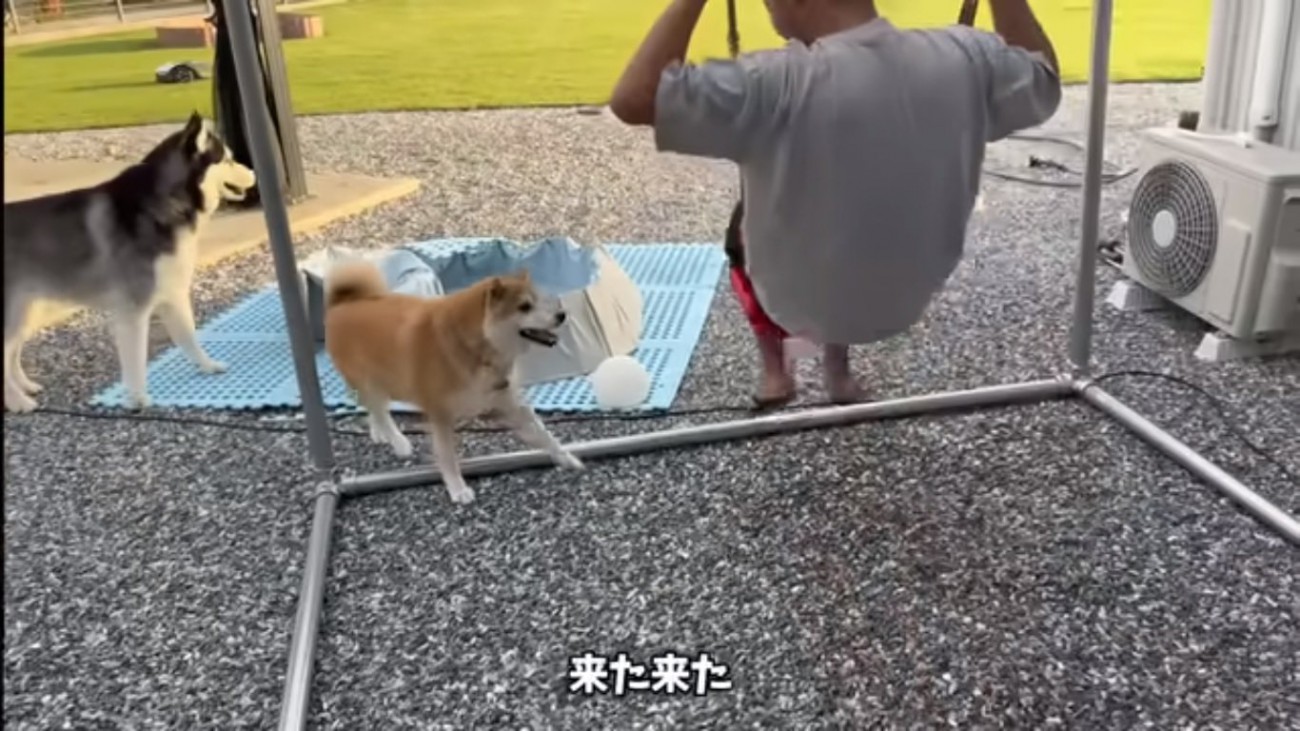 走ってきたおもちくん