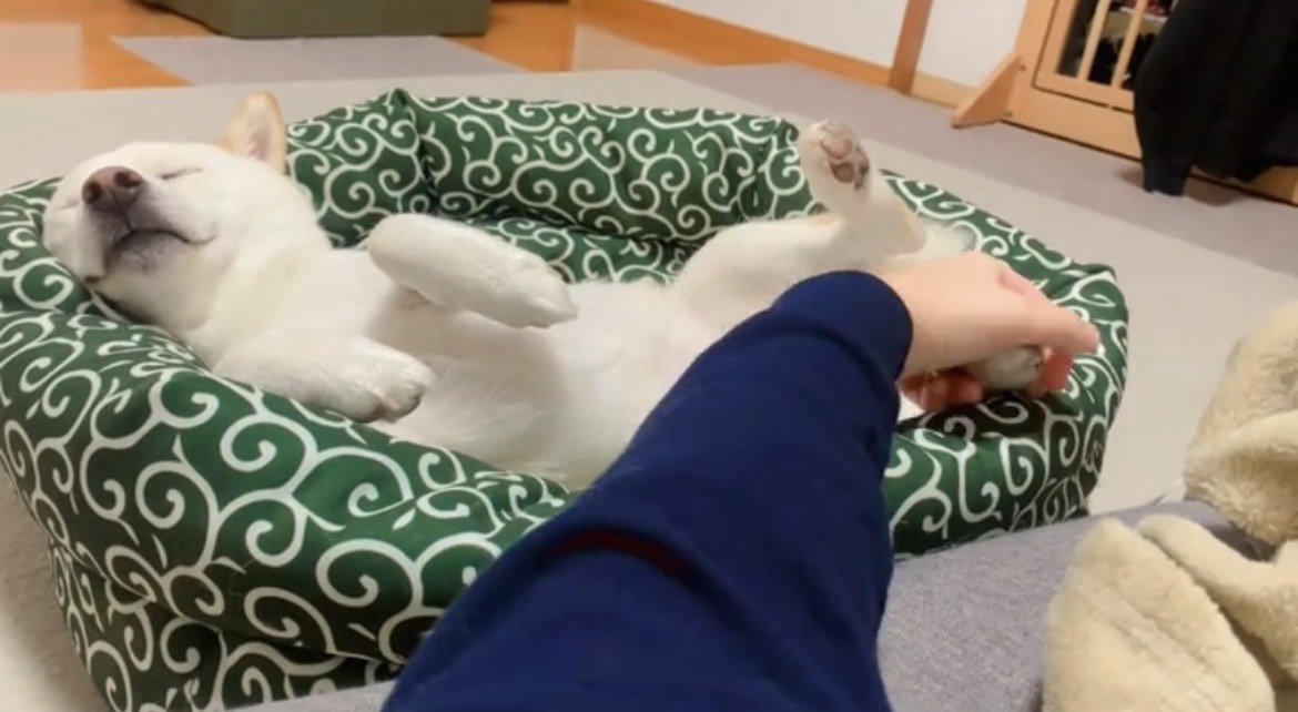 足を持たれても無反応な犬