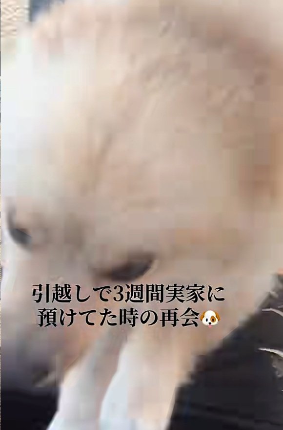 アタックするサニーくん